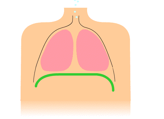 Animació del diafragma inhalant i exhalant, de John Pierce, a la Viquipèdia